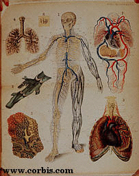 Human Circulatory System (circa 1857)