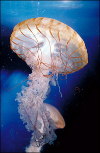 Jellyfish in Space