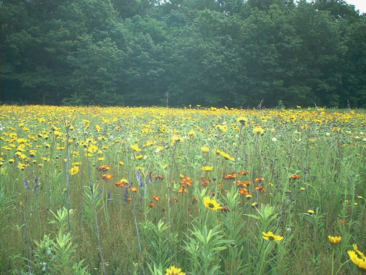 Green Fields